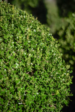Buxus Sempervirens Bocha en internet