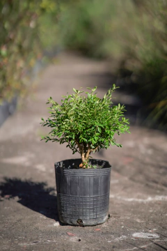Buxus Macrophilla - comprar online