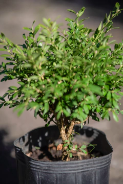 Buxus Macrophilla - Viveros El Botánico