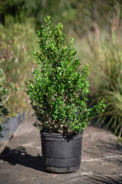 Buxus Sempervirens - comprar online