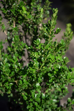 Buxus Sempervirens en internet