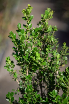 Buxus Sempervirens - Viveros El Botánico