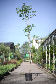 Tabebuia Avellanedae (Lapacho Rosado) - comprar online