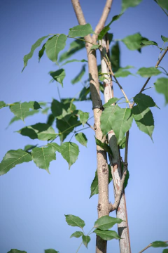Tabebuia Avellanedae (Lapacho Rosado) en internet