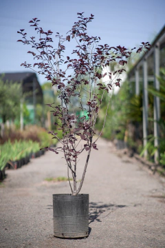 Ciruelo Rojo (Prunus Cerasifera Atropurpurea) Arbustivo