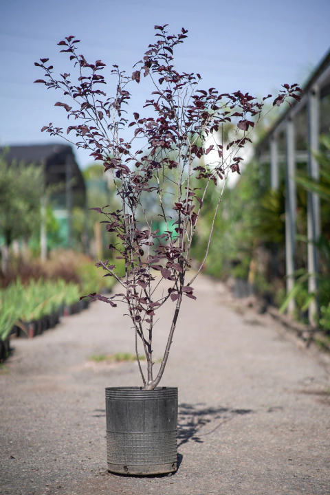 Ciruelo Rojo (Prunus Cerasifera Atropurpurea) Arbustivo
