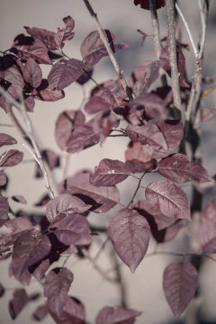 Ciruelo Rojo (Prunus Cerasifera Atropurpurea) Arbustivo en internet