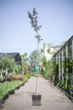 Ciruelo Rojo (Prunus Cerasifera Atropurpurea) - comprar online