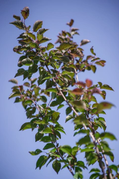 Ciruelo Rojo (Prunus Cerasifera Atropurpurea) en internet