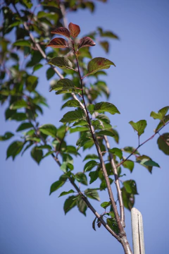 Ciruelo Rojo (Prunus Cerasifera Atropurpurea) - Viveros El Botánico