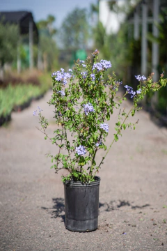 Jazmin del Cielo (Plumbago Capensis Azul) - comprar online