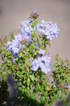 Jazmin del Cielo (Plumbago Capensis Azul) en internet