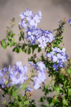 Jazmin del Cielo (Plumbago Capensis Azul) - Viveros El Botánico