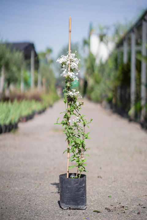 Jazmin del Cielo (Plumbago Capensis Alba) - comprar online