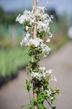 Jazmin del Cielo (Plumbago Capensis Alba) en internet