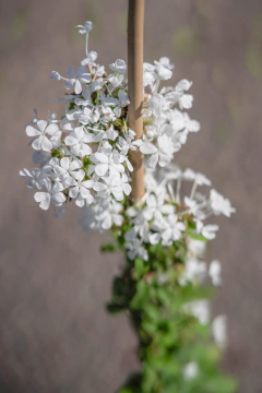 Jazmin del Cielo (Plumbago Capensis Alba) - Viveros El Botánico