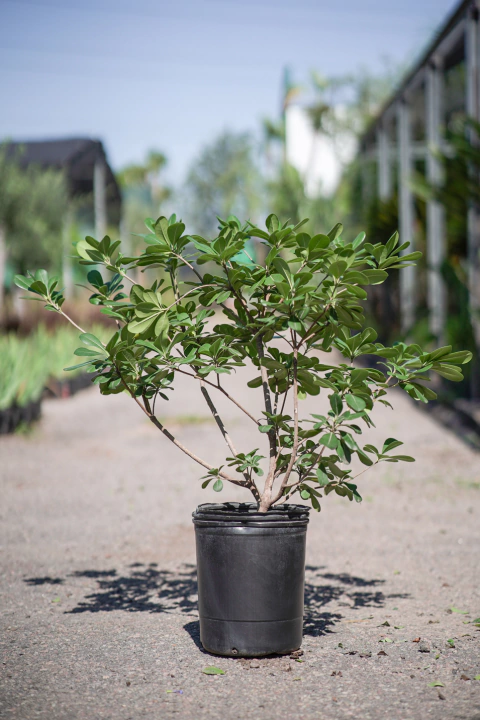 Pittosporum Tobira - comprar online