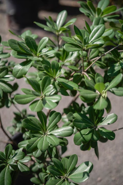 Pittosporum Tobira - Viveros El Botánico