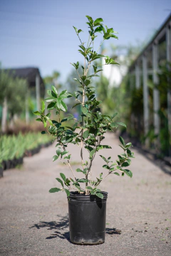 Osmanthus Fragans - comprar online