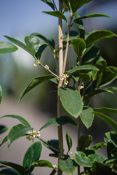 Osmanthus Fragans en internet