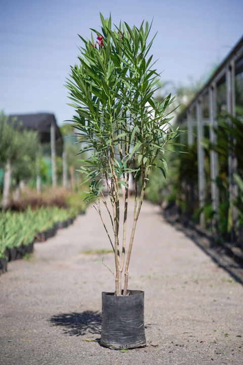 Laurel de Flor (Nerium Oleander) - comprar online