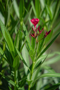 Laurel de Flor (Nerium Oleander) en internet