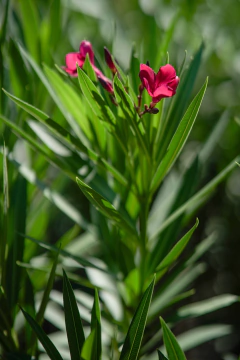 Laurel de Flor (Nerium Oleander) - Viveros El Botánico