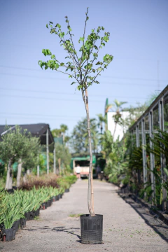 Tilo (Tilia Moltkei) - comprar online