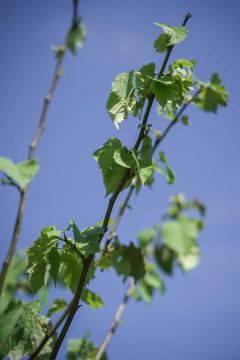 Tilo (Tilia Moltkei) en internet