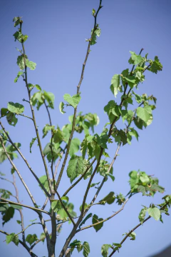 Tilo (Tilia Moltkei) - Viveros El Botánico