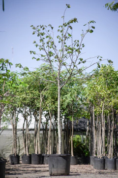 Tilo (Tilia Moltkei) - tienda online