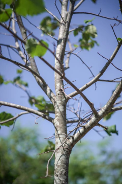 Imagen de Tilo (Tilia Moltkei)