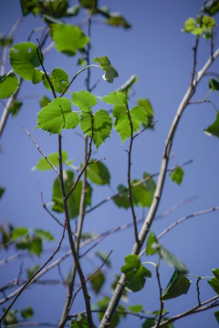 Tilo (Tilia Moltkei)