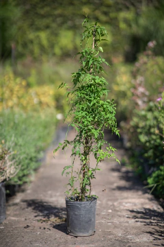 Jazmin Chino (Jasminum Polianthus) - comprar online