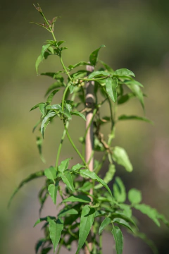 Jazmin Chino (Jasminum Polianthus) en internet