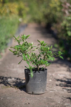 Jazmin Estrella (Gardenia Radicans) - comprar online