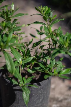 Jazmin Estrella (Gardenia Radicans) en internet