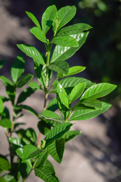 Jazmin del Cabo (Gardenia Augusta) Injertado en internet