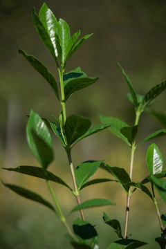 Jazmin del Cabo (Gardenia Augusta) Injertado - Viveros El Botánico
