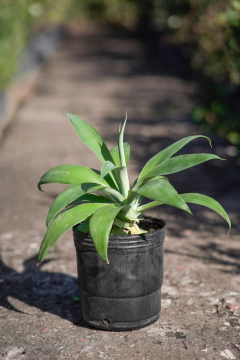 Agave Attenuata - comprar online