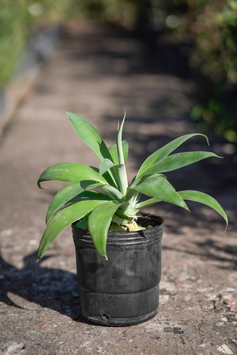 Agave Attenuata - comprar online