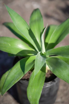 Agave Attenuata en internet