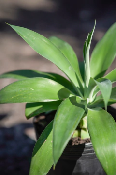 Agave Attenuata - Viveros El Botánico