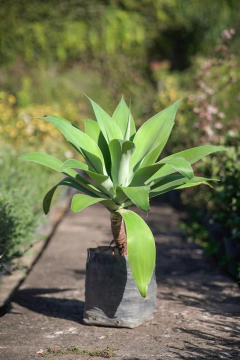 Agave Attenuata - tienda online