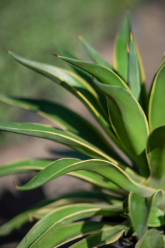 Agave Desmettiana Variegata en internet