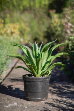 Agave Attenuata Salm-Dyck