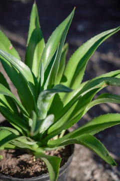 Agave Attenuata Salm-Dyck - comprar online