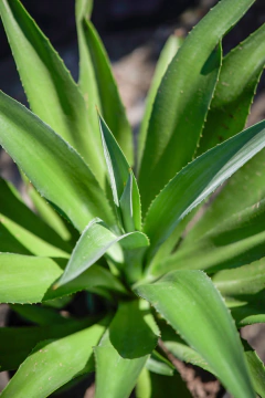 Agave Attenuata Salm-Dyck en internet