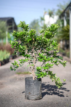 Ligustrum Texanum - comprar online