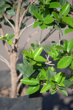 Ligustrum Texanum en internet